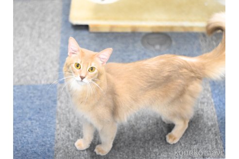 販売中の大阪府のソマリ-117258の2枚目